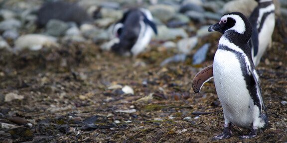 Falkland Islands